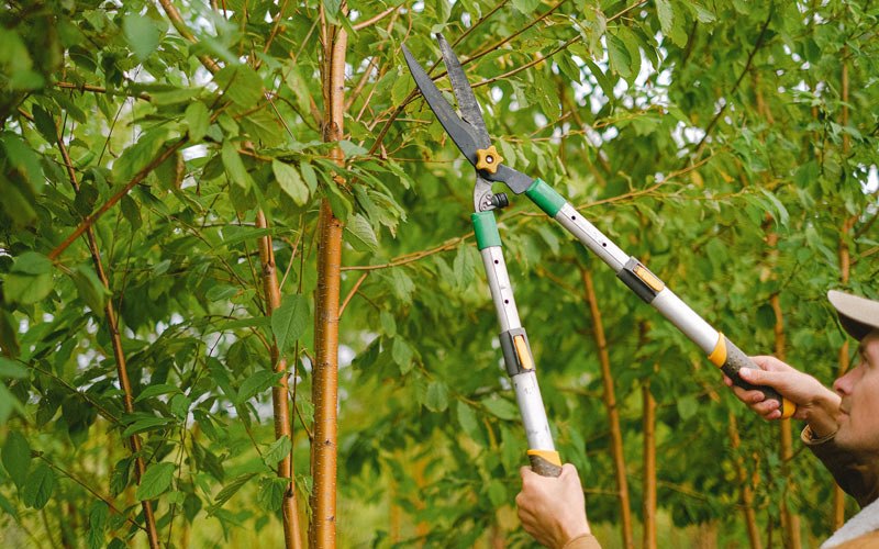 Tree trimming in Amboy, IN